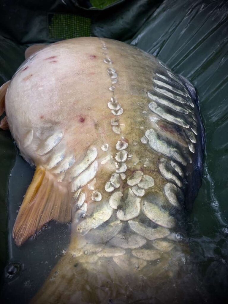 photo Carpe Miroir 4