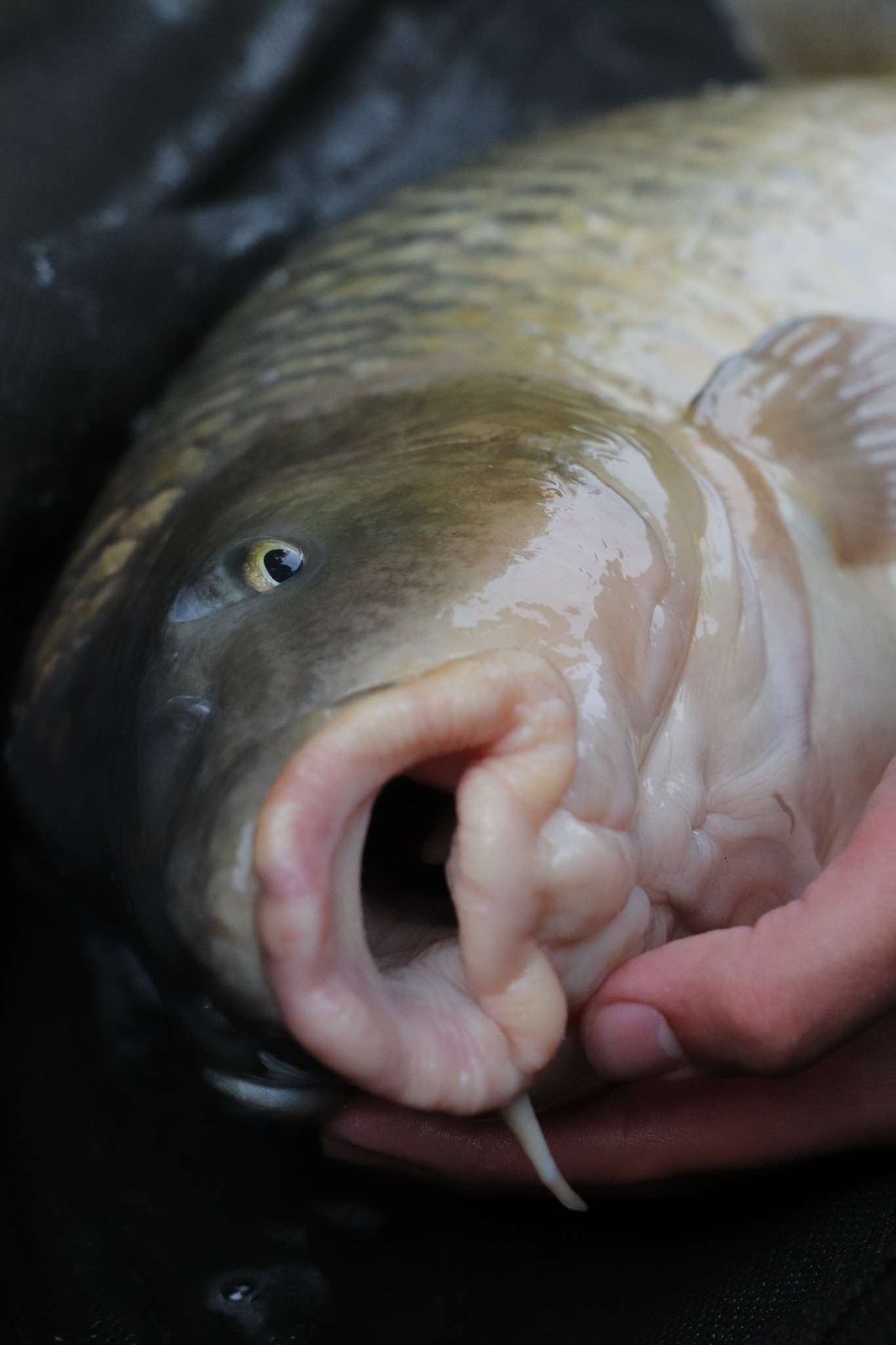 photo Carpe Commune 1