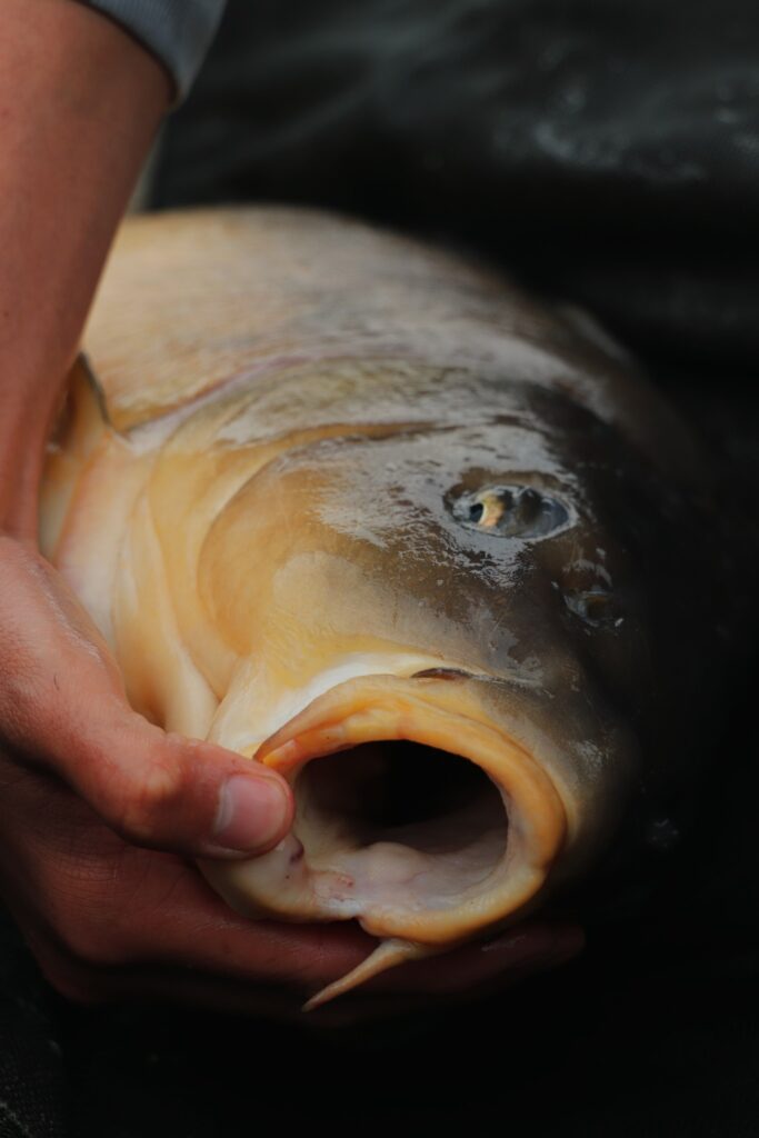 photo Carpe miroir 2